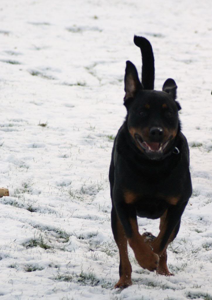 Bella - Rotti - HOMED - Page 3 Bella10017_zps91e4af23