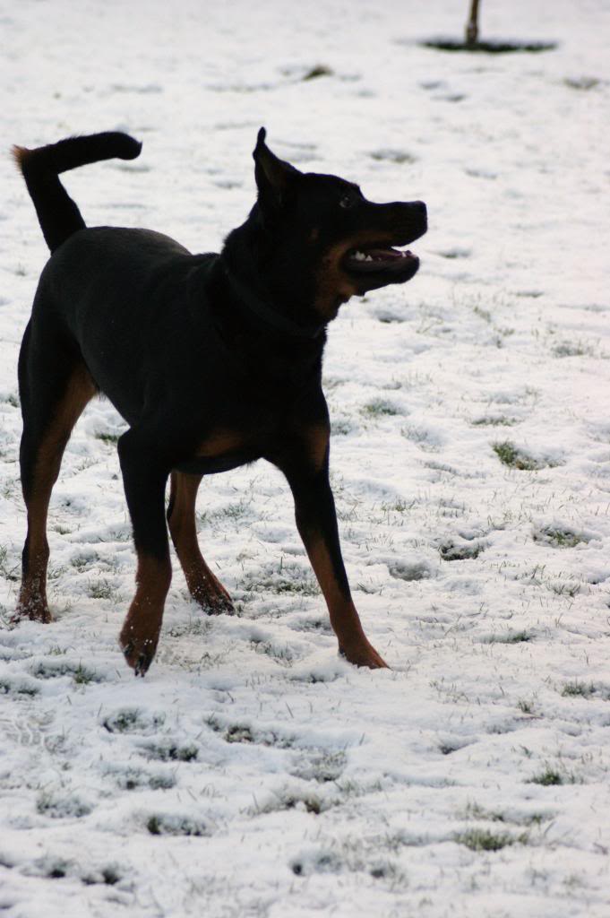 Bella - Rotti - HOMED - Page 3 Bella10019_zps5da5c9da