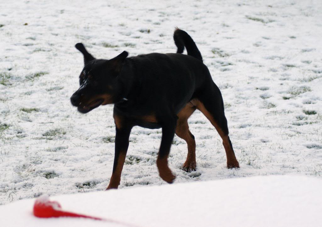 Bella - Rotti - HOMED - Page 3 Bella10022_zps82a1ed38