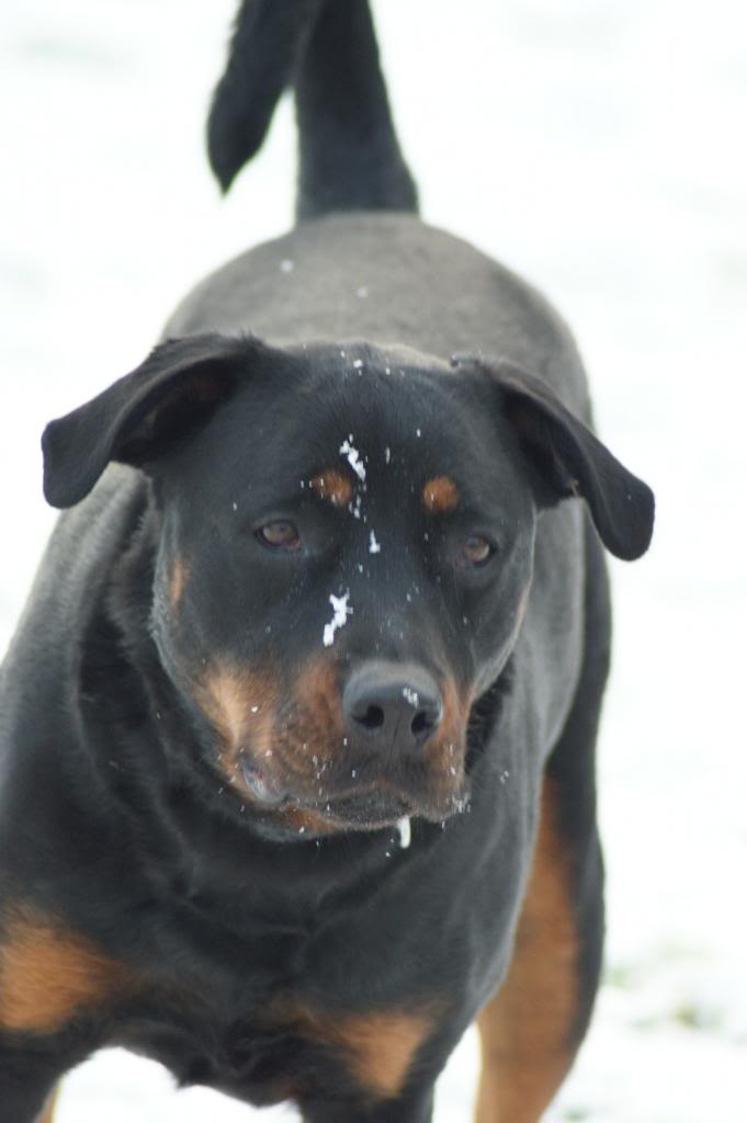 Bella - Rotti - HOMED - Page 3 Bella10023_zps8aad6e74