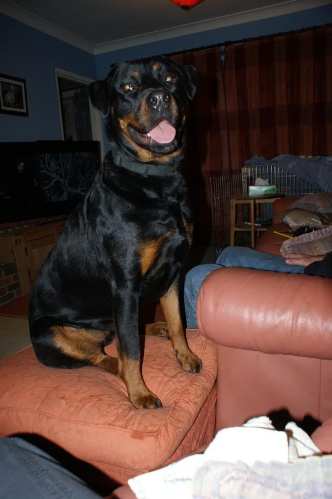 Bella - Rotti - HOMED - Page 2 Bella2027_zpsa6cc098a