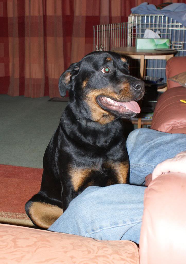 Bella - Rotti - HOMED - Page 2 Bella2036_zpsef44b09b