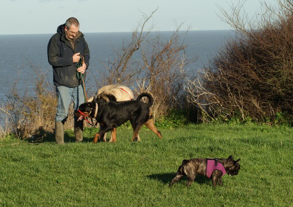 Bella - Rotti - HOMED - Page 2 Bella5051_zps81de8f0a