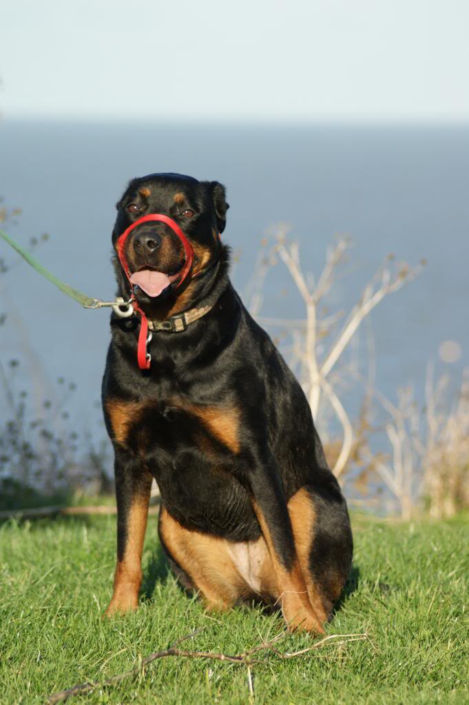 Bella - Rotti - HOMED - Page 2 Bella5062_zpse1df80f6