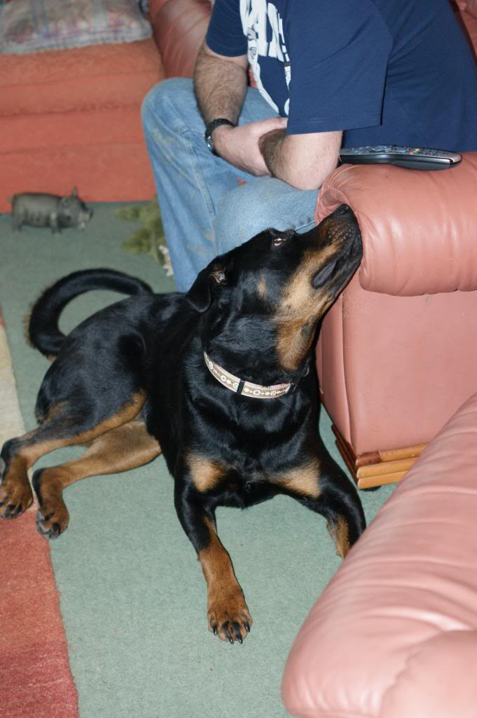 Bella - Rotti - HOMED - Page 3 Bella9009_zpsa1108d3c