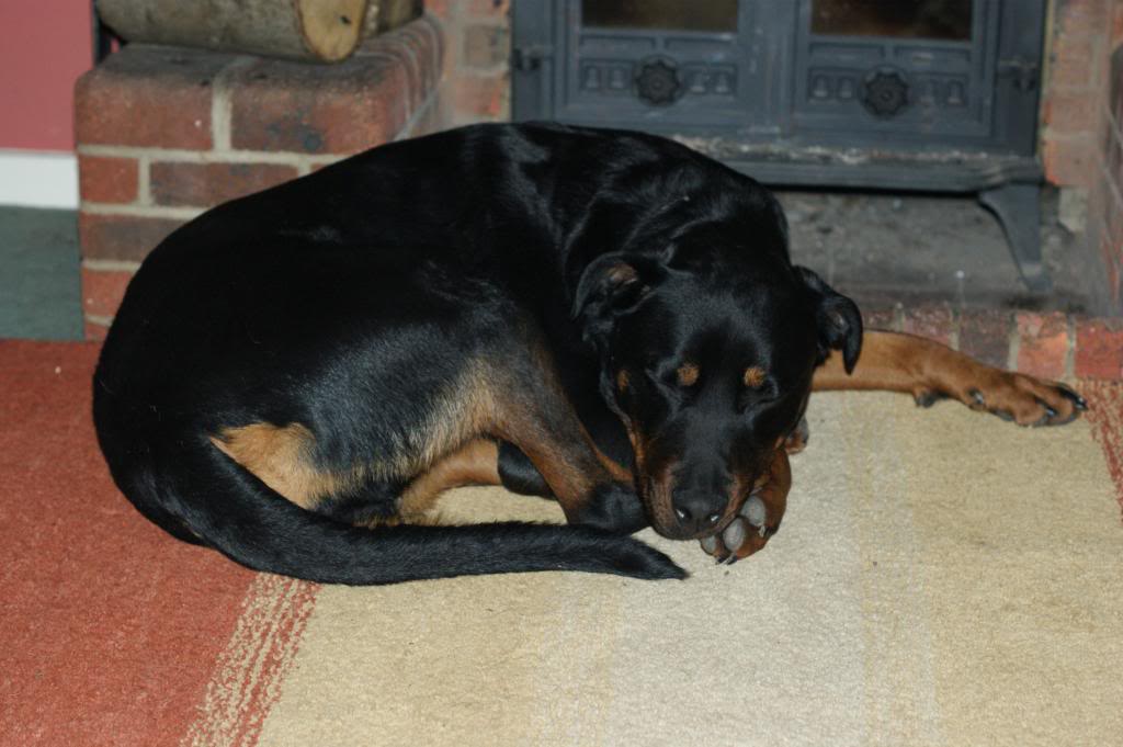 Bella - Rotti - HOMED - Page 3 Bella9010_zpsb2215c95