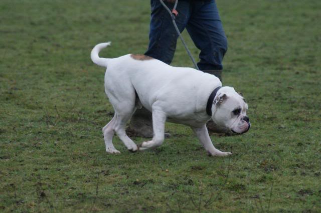 Dozer - HOMED 038_zpsf55c3123