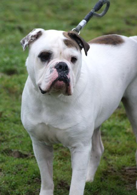 Dozer - HOMED 047_zps071272b9