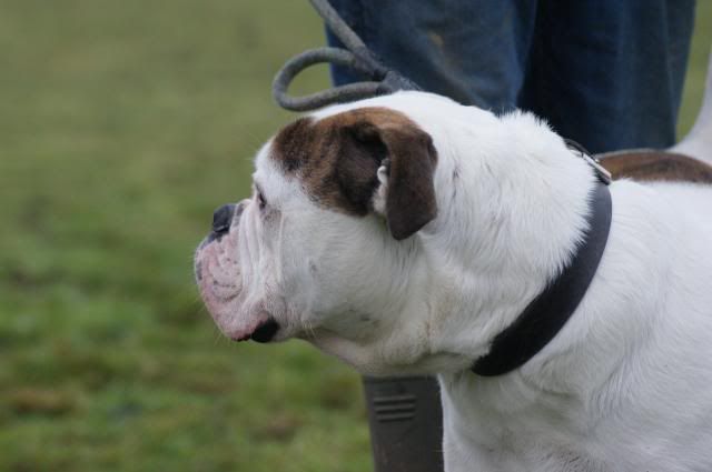 Dozer - HOMED 058_zpsa230164d