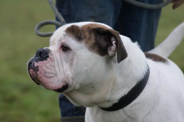 Dozer - HOMED 060_zps36338909