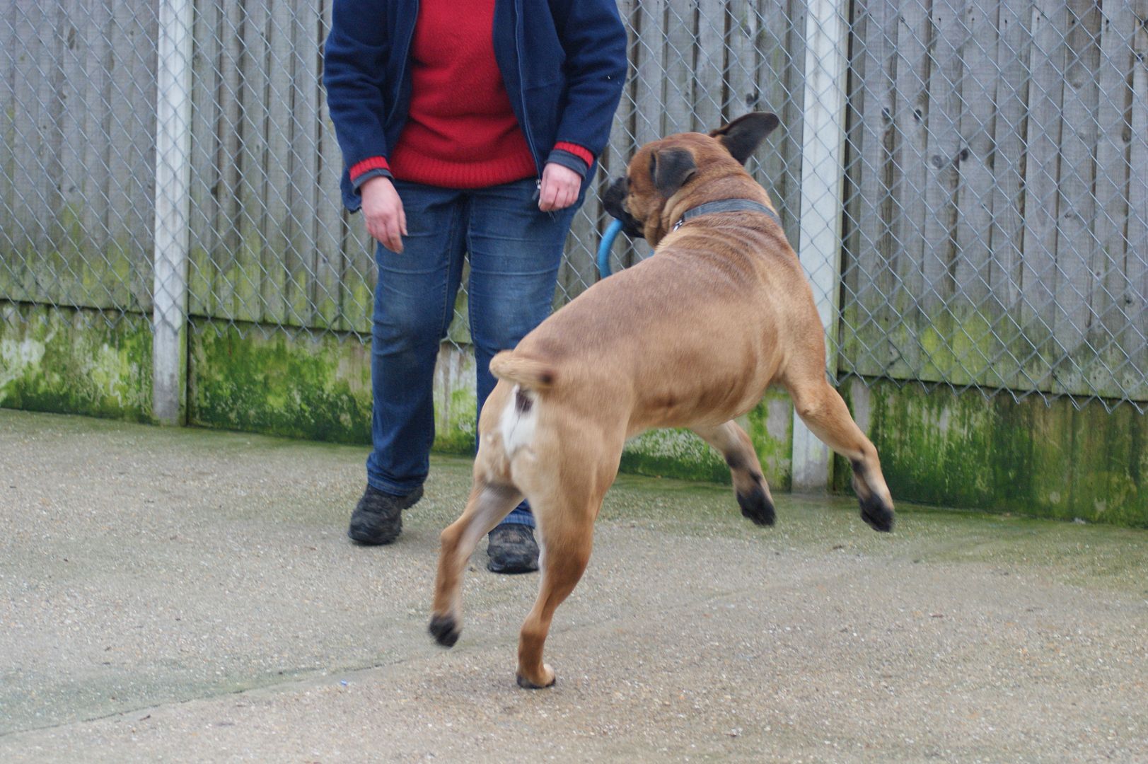 JJ - Bullmastiff - HOMED 142_zpsbfa25a1f