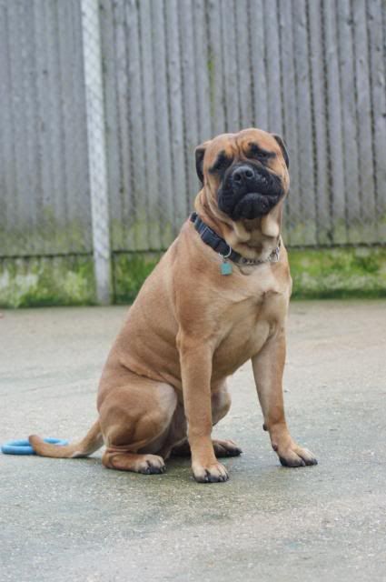 JJ - Bullmastiff - HOMED 149_zps93cefc66