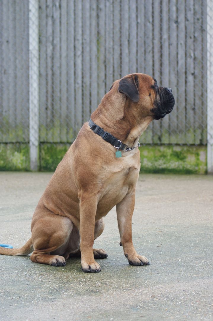 JJ - Bullmastiff - HOMED 150_zpsbb632147