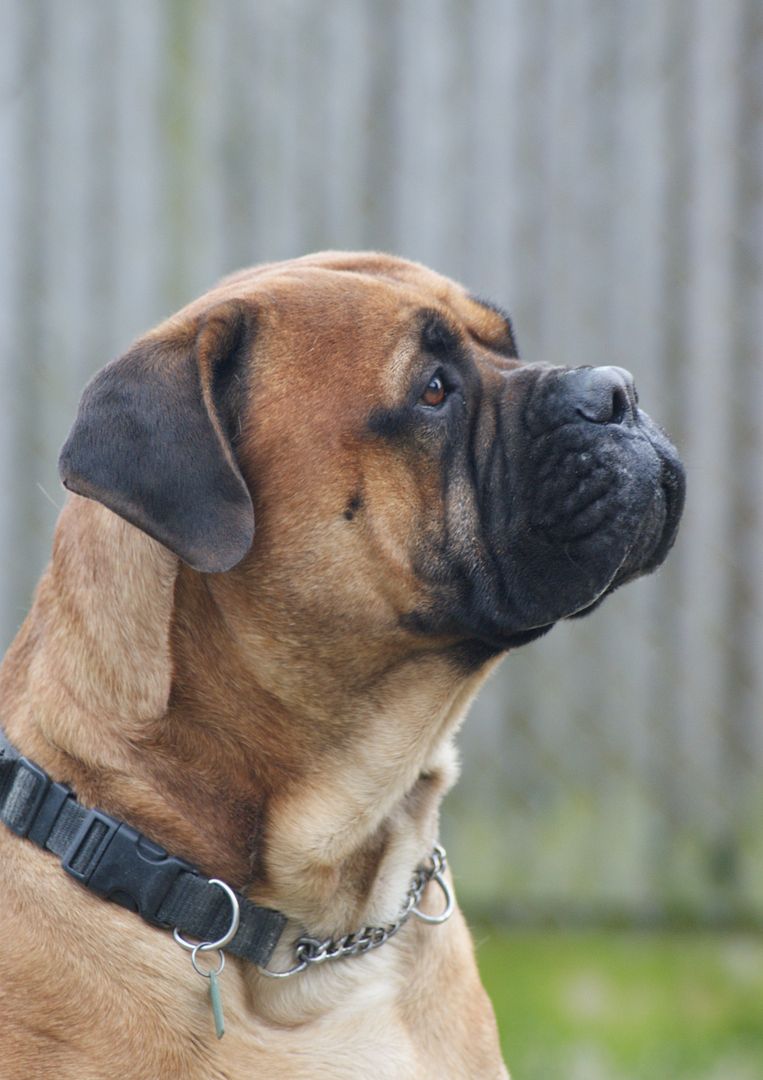 JJ - Bullmastiff - HOMED 151_zps519747d0