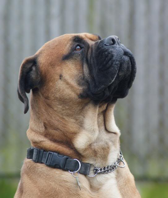 JJ - Bullmastiff - HOMED 152_zpsa621f01f