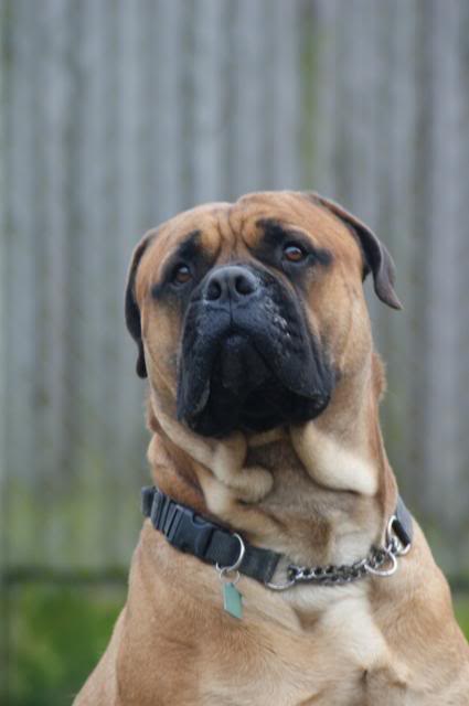 JJ - Bullmastiff - HOMED 153_zpsdf2d22e1