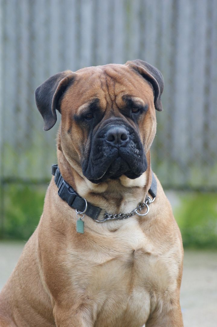 JJ - Bullmastiff - HOMED 156_zpsb9de48e4