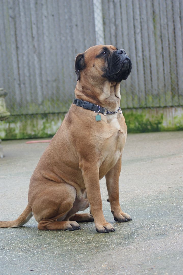 JJ - Bullmastiff - HOMED 158_zps59ff52a9