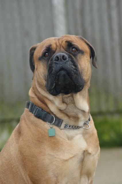 JJ - Bullmastiff - HOMED 159_zpse454d8dc