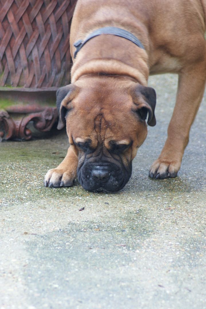 JJ - Bullmastiff - HOMED 160_zps88826225