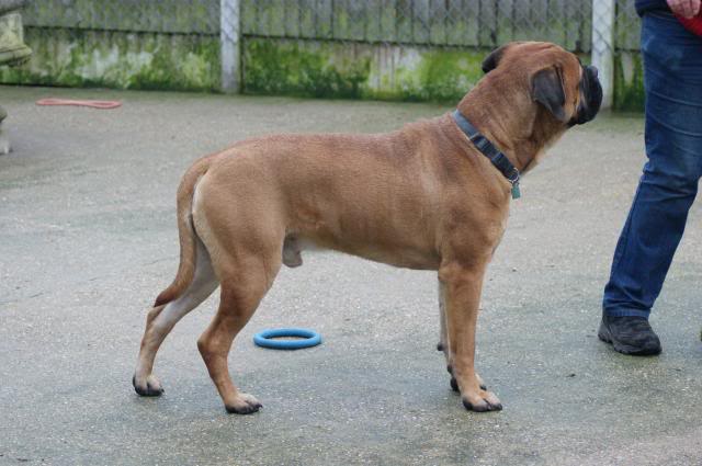 JJ - Bullmastiff - HOMED 162_zps77a144e7