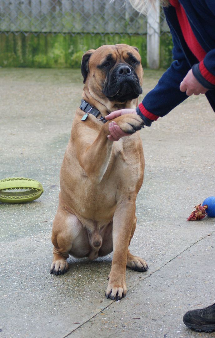 JJ - Bullmastiff - HOMED 165_zps7ec065bb