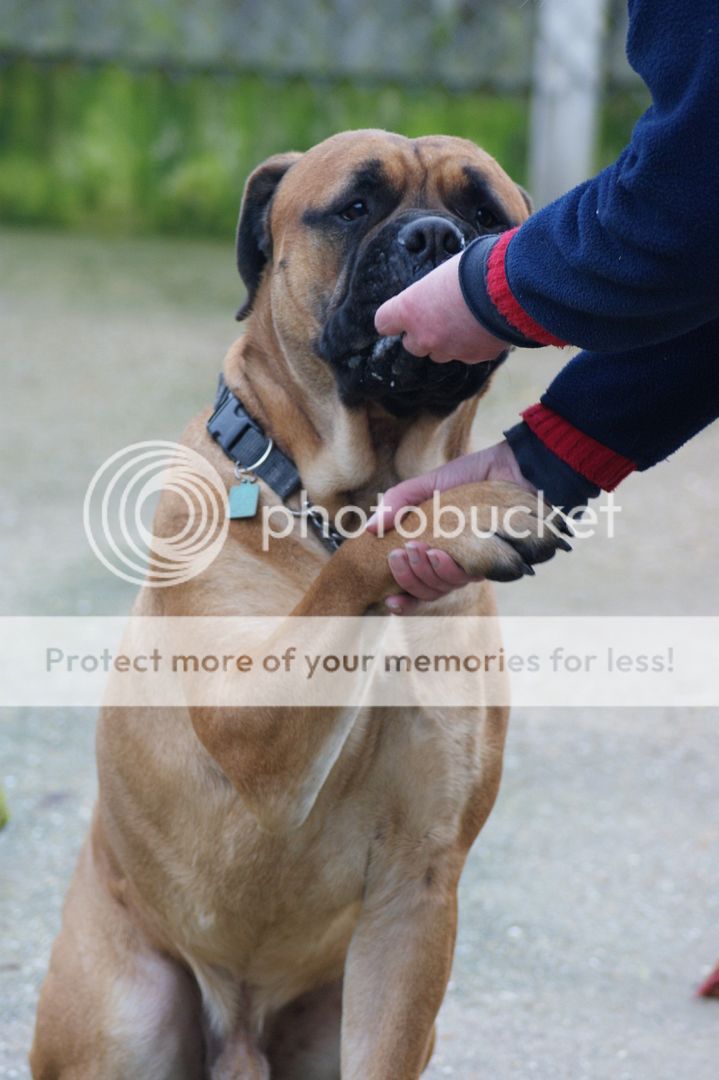 JJ - Bullmastiff - HOMED 167_zps667bc182