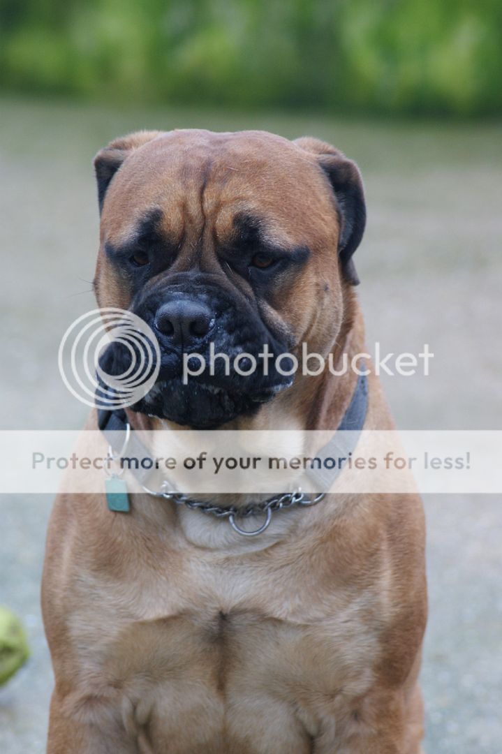 JJ - Bullmastiff - HOMED 168_zps42a06e6d