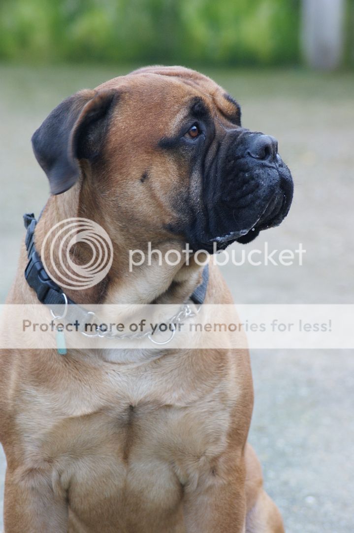 JJ - Bullmastiff - HOMED 169_zpsb028615d