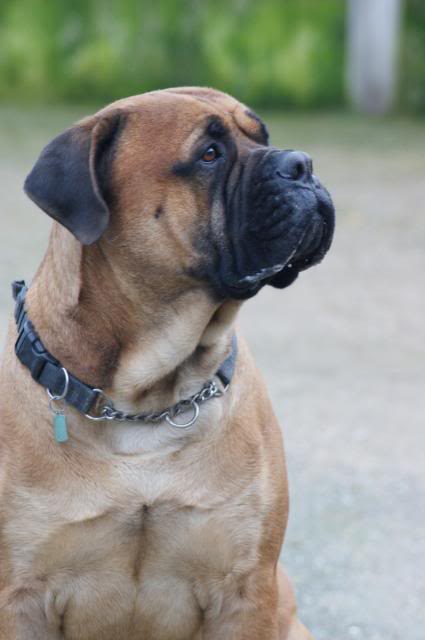 JJ - Bullmastiff - HOMED 170_zps1a897de0