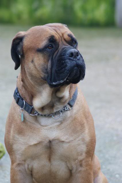 JJ - Bullmastiff - HOMED 171_zps82f5dcf7