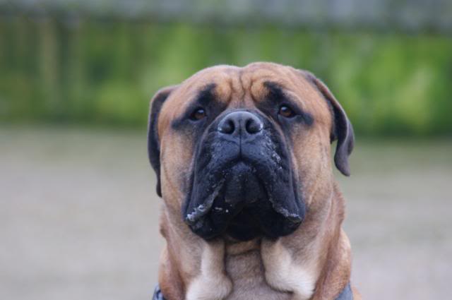 JJ - Bullmastiff - HOMED 173_zps47d143d2