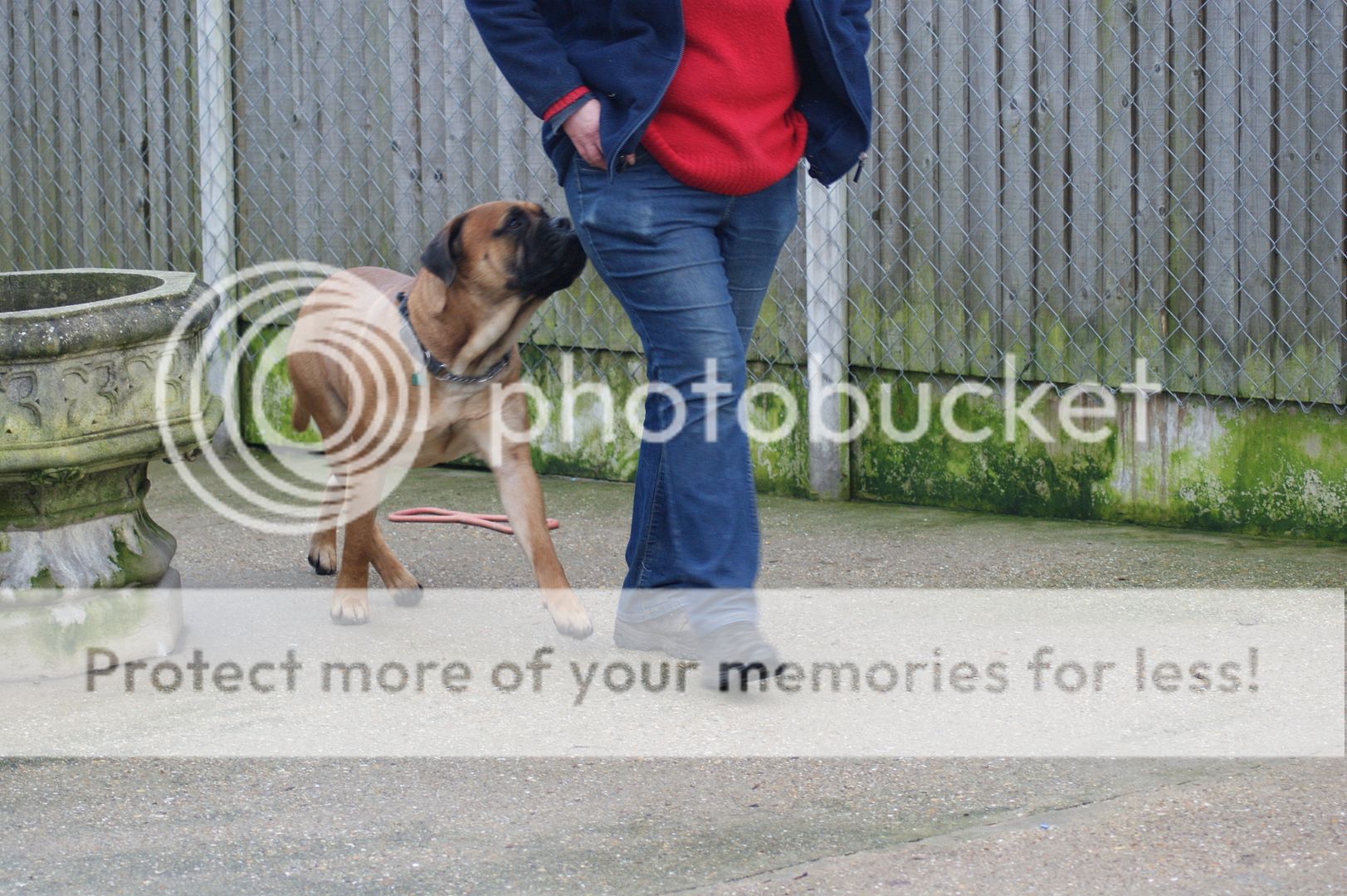 JJ - Bullmastiff - HOMED 178_zpsa6fe743c