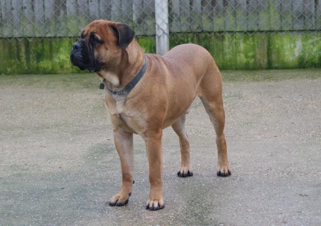 JJ - Bullmastiff - HOMED 193_zps826efb2a