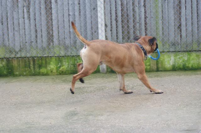 JJ - Bullmastiff - HOMED 197_zpsec0d199c