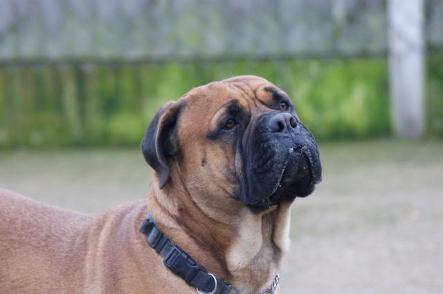 JJ - Bullmastiff - HOMED 199_zps8002dafd