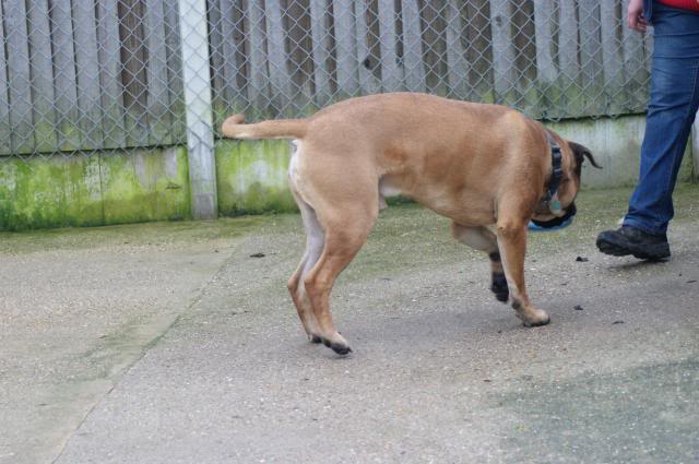 JJ - Bullmastiff - HOMED 201_zps1fdf6f62