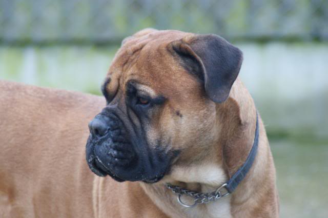 JJ - Bullmastiff - HOMED 209_zpsb93436e6