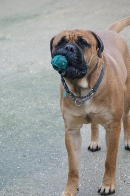 JJ - Bullmastiff - HOMED 212_zps2d36f2a3