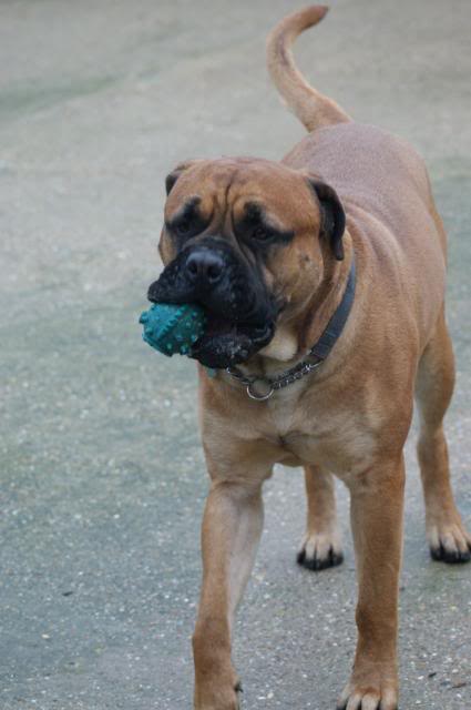 JJ - Bullmastiff - HOMED 213_zps494b45a7