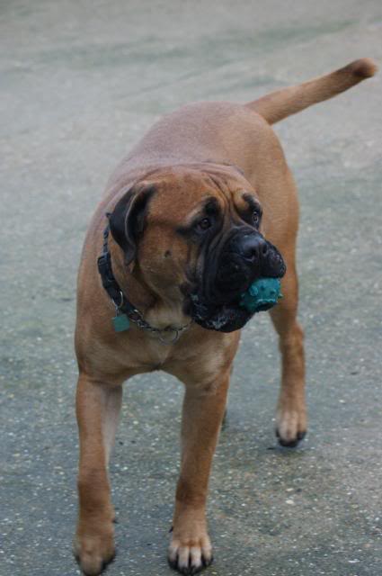 JJ - Bullmastiff - HOMED 214_zps1c428e36