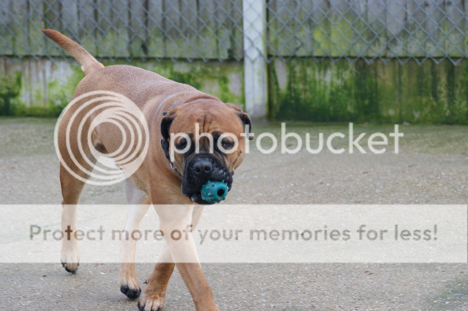 JJ - Bullmastiff - HOMED 216_zps4db389c5