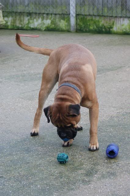 JJ - Bullmastiff - HOMED 218_zps7fc303ac