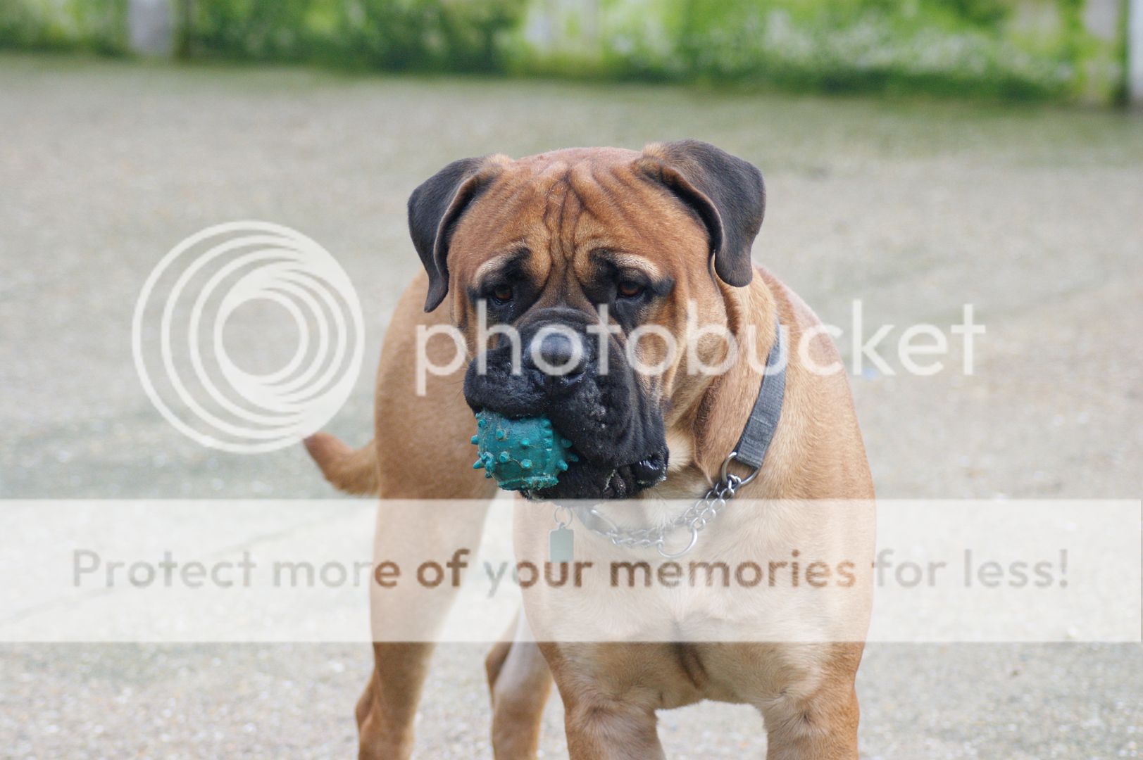 JJ - Bullmastiff - HOMED 221_zps02904d3e