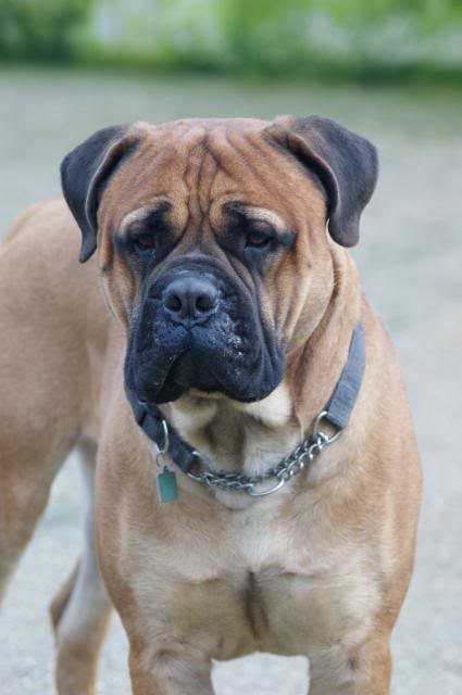 JJ - Bullmastiff - HOMED 223_zps9727b122