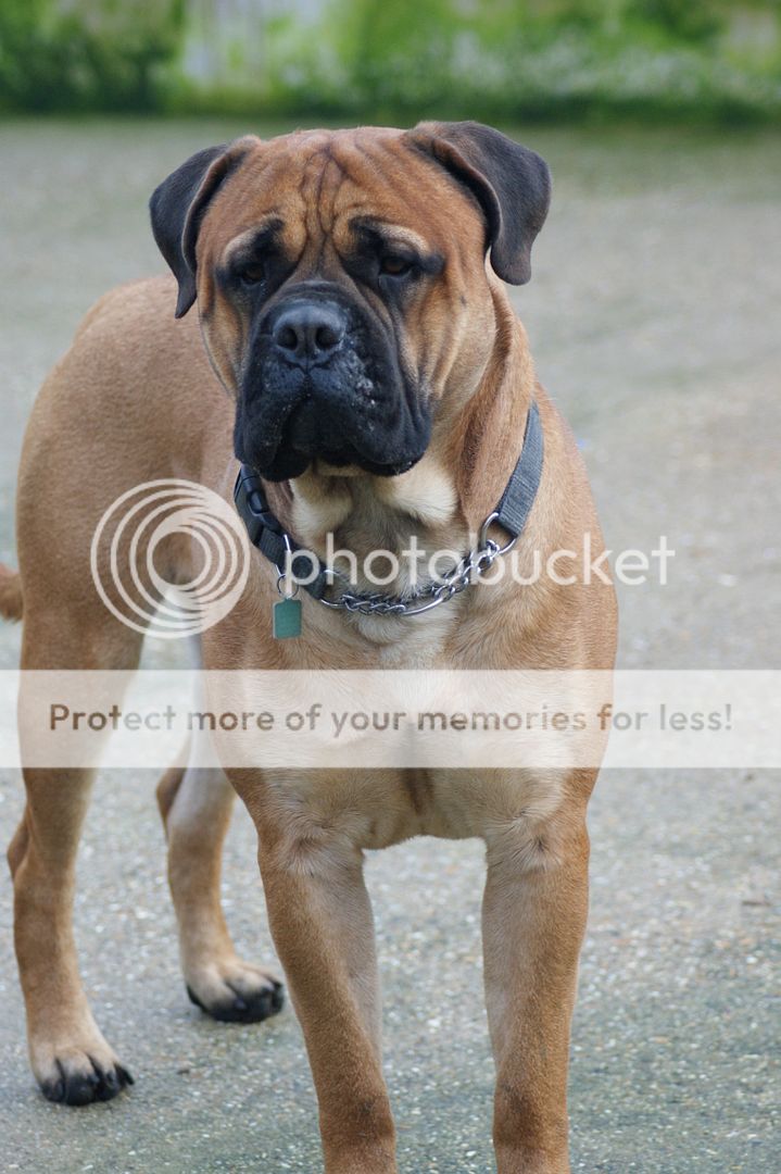 JJ - Bullmastiff - HOMED 224_zps136ff897