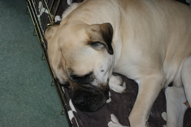 JEN - Bullmastiff - HOMED - Page 2 Jen2003