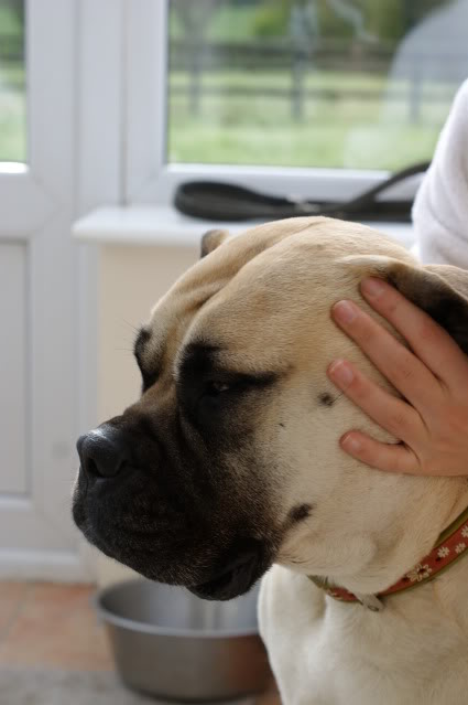 JEN - Bullmastiff - HOMED Jen001