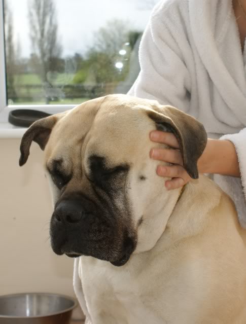 JEN - Bullmastiff - HOMED Jen004