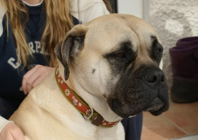 JEN - Bullmastiff - HOMED Jen007